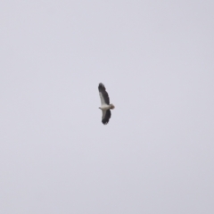 Haliaeetus leucogaster (White-bellied Sea-Eagle) at Cleveland, QLD - 26 Jul 2023 by TimL