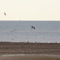 Haliaeetus leucogaster at Cleveland, QLD - 27 Jul 2023 09:35 AM