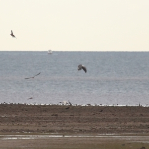 Haliaeetus leucogaster at Cleveland, QLD - 27 Jul 2023 09:35 AM