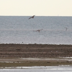 Haliaeetus leucogaster at Cleveland, QLD - 27 Jul 2023