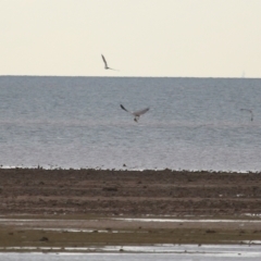 Haliaeetus leucogaster at Cleveland, QLD - 27 Jul 2023 09:35 AM