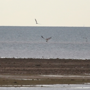 Haliaeetus leucogaster at Cleveland, QLD - 27 Jul 2023 09:35 AM