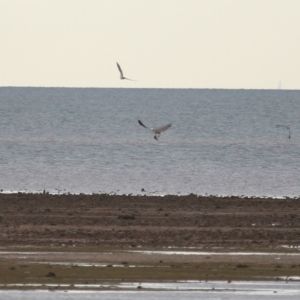 Haliaeetus leucogaster at Cleveland, QLD - 27 Jul 2023