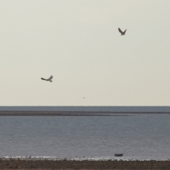 Haliaeetus leucogaster (White-bellied Sea-Eagle) at Cleveland, QLD - 26 Jul 2023 by TimL