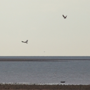 Haliaeetus leucogaster at Cleveland, QLD - 27 Jul 2023 09:35 AM