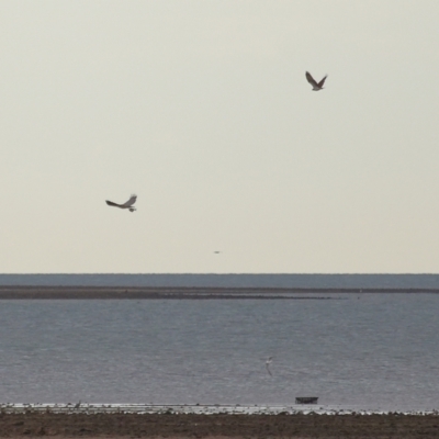 Haliaeetus leucogaster (White-bellied Sea-Eagle) at Cleveland, QLD - 27 Jul 2023 by TimL