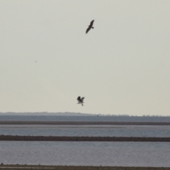 Haliaeetus leucogaster at Cleveland, QLD - 27 Jul 2023 09:35 AM