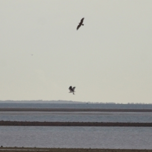 Haliaeetus leucogaster at Cleveland, QLD - 27 Jul 2023 09:35 AM