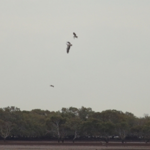 Haliaeetus leucogaster at Cleveland, QLD - 27 Jul 2023 09:35 AM