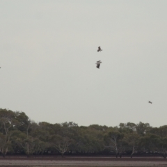 Haliaeetus leucogaster at Cleveland, QLD - 27 Jul 2023 09:35 AM