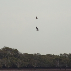 Haliaeetus leucogaster at Cleveland, QLD - 27 Jul 2023 09:35 AM