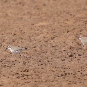 Anarhynchus ruficapillus at Wellington Point, QLD - 27 Jul 2023