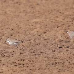 Charadrius ruficapillus (Red-capped Plover) at Wellington Point, QLD - 27 Jul 2023 by TimL
