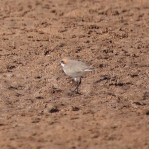 Anarhynchus ruficapillus at Wellington Point, QLD - 27 Jul 2023