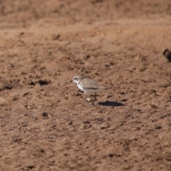 Anarhynchus ruficapillus at Wellington Point, QLD - 27 Jul 2023