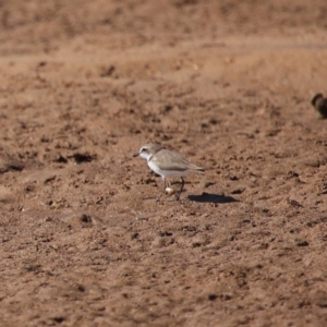 Anarhynchus ruficapillus at Wellington Point, QLD - 27 Jul 2023