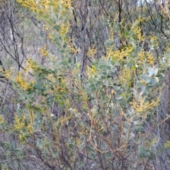 Acacia cultriformis (Knife Leaf Wattle) at Wanniassa Hill - 27 Jul 2023 by LPadg