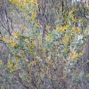 Acacia cultriformis at Fadden, ACT - 28 Jul 2023