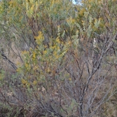 Acacia cultriformis at Fadden, ACT - 28 Jul 2023 08:41 AM