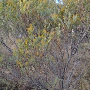 Acacia cultriformis at Fadden, ACT - 28 Jul 2023 08:41 AM