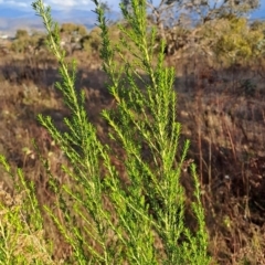 Cassinia sifton at Tuggeranong, ACT - 28 Jul 2023