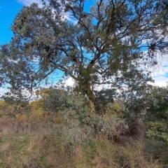 Eucalyptus polyanthemos subsp. polyanthemos (Red Box) at Wanniassa Hill - 27 Jul 2023 by LPadg