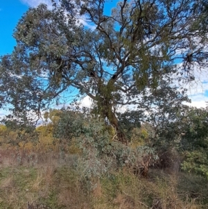 Eucalyptus polyanthemos subsp. polyanthemos at Wanniassa Hill - 28 Jul 2023 08:51 AM