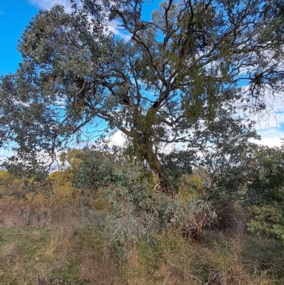 Eucalyptus polyanthemos subsp. polyanthemos (Red Box) at Tuggeranong, ACT - 28 Jul 2023 by LPadg