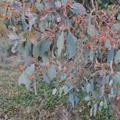 Eucalyptus polyanthemos subsp. polyanthemos at Wanniassa Hill - 28 Jul 2023 08:51 AM