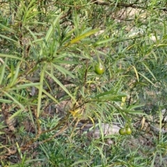 Solanum linearifolium (Kangaroo Apple) at Wanniassa Hill - 27 Jul 2023 by LPadg