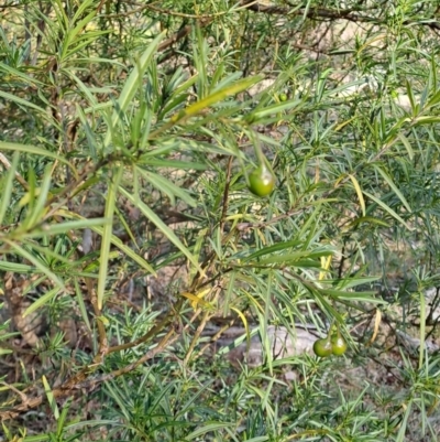 Solanum linearifolium (Kangaroo Apple) at Tuggeranong, ACT - 27 Jul 2023 by LPadg