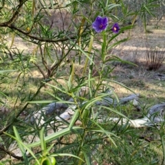 Solanum linearifolium at Tuggeranong, ACT - 28 Jul 2023