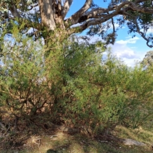 Solanum linearifolium at Tuggeranong, ACT - 28 Jul 2023