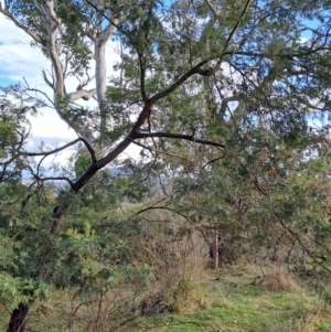 Acacia mearnsii at Tuggeranong, ACT - 28 Jul 2023