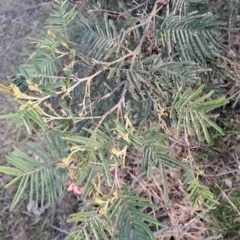 Acacia mearnsii at Tuggeranong, ACT - 28 Jul 2023 08:47 AM