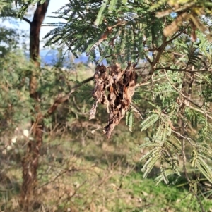 Acacia mearnsii at Tuggeranong, ACT - 28 Jul 2023 08:47 AM