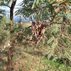 Acacia mearnsii at Tuggeranong, ACT - 28 Jul 2023
