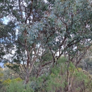 Eucalyptus polyanthemos subsp. polyanthemos at Fadden, ACT - 28 Jul 2023