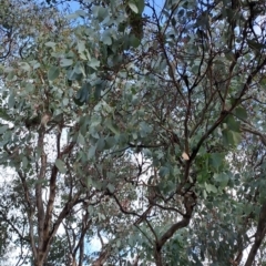 Eucalyptus polyanthemos subsp. polyanthemos at Fadden, ACT - 28 Jul 2023