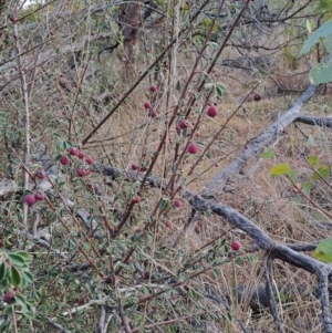 Cotoneaster pannosus at Fadden, ACT - 28 Jul 2023 08:27 AM