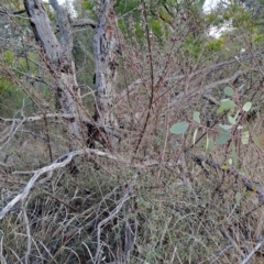 Cotoneaster pannosus at Fadden, ACT - 28 Jul 2023 08:27 AM