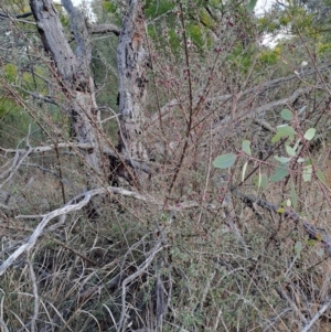 Cotoneaster pannosus at Fadden, ACT - 28 Jul 2023