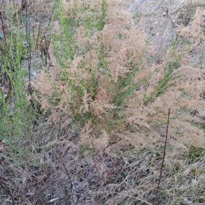 Cassinia sifton (Sifton Bush, Chinese Shrub) at Wanniassa Hill - 27 Jul 2023 by LPadg