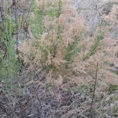 Cassinia sifton (Sifton Bush, Chinese Shrub) at Tuggeranong, ACT - 27 Jul 2023 by LPadg