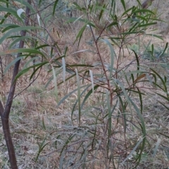 Acacia implexa (Hickory Wattle, Lightwood) at Tuggeranong, ACT - 27 Jul 2023 by LPadg