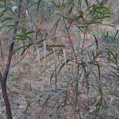 Acacia implexa (Hickory Wattle, Lightwood) at Wanniassa Hill - 27 Jul 2023 by LPadg