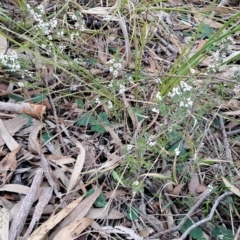 Cryptandra amara (Bitter Cryptandra) at Wanniassa Hill - 27 Jul 2023 by LPadg