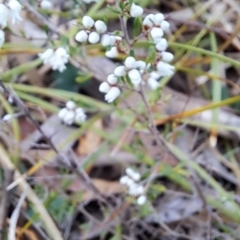 Cryptandra amara at Tuggeranong, ACT - 28 Jul 2023