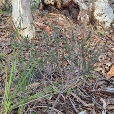 Dillwynia sericea (Egg And Bacon Peas) at Tuggeranong, ACT - 27 Jul 2023 by LPadg