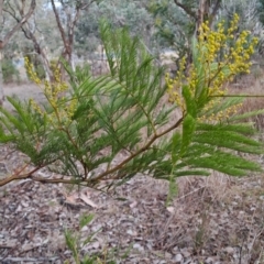 Acacia decurrens (Green Wattle) at Wanniassa Hill - 27 Jul 2023 by LPadg